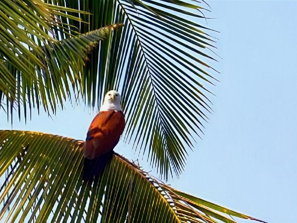 goa_2012_best_072